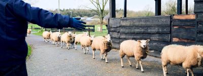 Schapen lopen over het erf